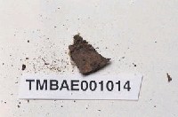 藏品(同葉苔屬)的圖片